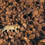 A naturalist's delight, Damaraland's rugged landscape is full of wildlife surprises.