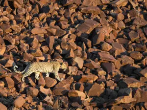 A naturalist's delight, Damaraland's rugged landscape is full of wildlife surprises.