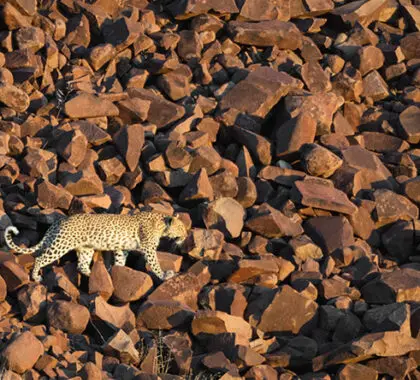 A naturalist's delight, Damaraland's rugged landscape is full of wildlife surprises.