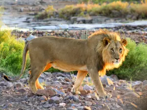 Pickings are slim in this harsh environment but lions patrol Etendeka's reserve from time to time.