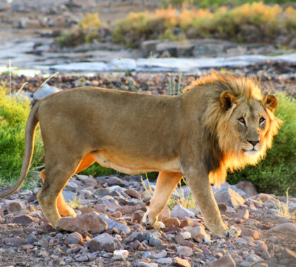 Pickings are slim in this harsh environment but lions patrol Etendeka's reserve from time to time.