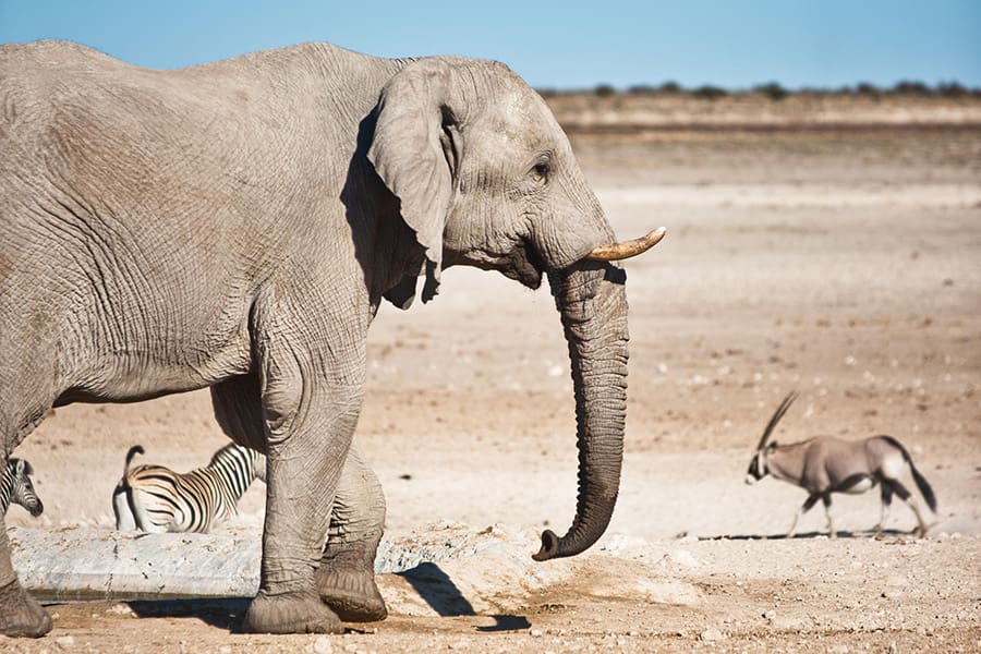 Vida salvaje en el Etosha Safari Lodge, Namibia | Go2Africa