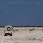 Game drive in Etosha National Park.