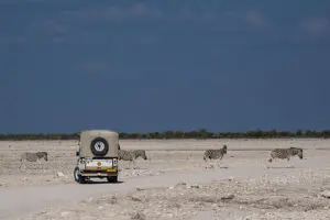 Game drive in Etosha National Park.