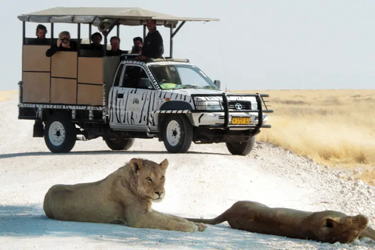 Game drive at Etosha safari lodge