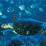 Azura cuenta con un centro de buceo PADI con calificación de oro y ofrece excepcionales actividades de snorkel y submarinismo.