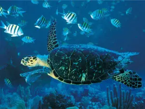 Azura cuenta con un centro de buceo PADI con calificación de oro y ofrece excepcionales actividades de snorkel y submarinismo.