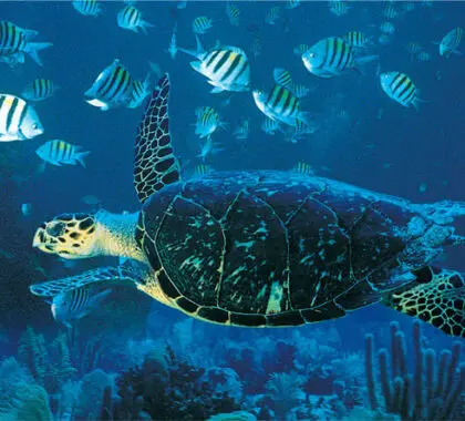 Azura cuenta con un centro de buceo PADI con calificación de oro y ofrece excepcionales actividades de snorkel y submarinismo.