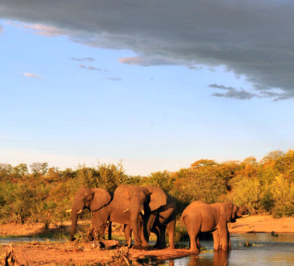 Your tour begins at the Victoria Falls Safari Lodge in Zimbabwe, close to the mighty Victoria Falls.