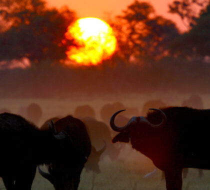 Hwange is best known for its very large herds of buffalo.