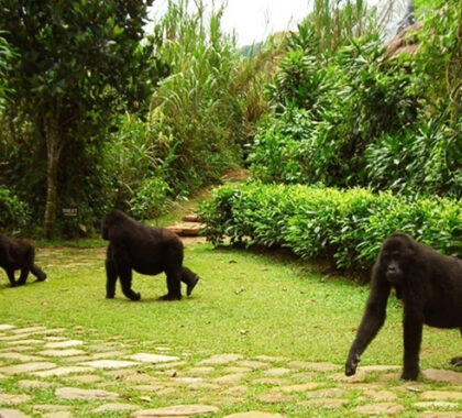 A group of gorillas pass right in front of the lodge, having come off the mountain for a 'visit'!