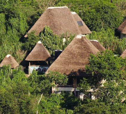 All the suites at Volcanoes Bwindi Forest Lodge are thatched: cool in summer and warm in winter.