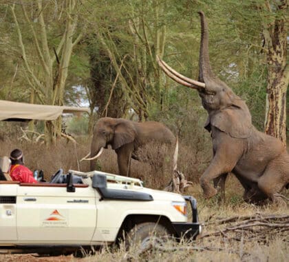 Tsavo West National Park is well known for its large elephant population, many of which have spectacular tusks.