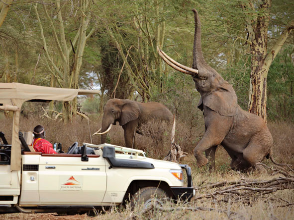 Tsavo West National Park is well known for its large elephant population, many of which have spectacular tusks.