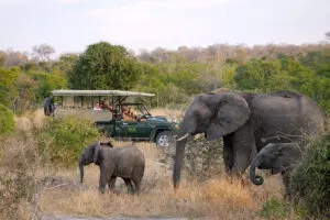 Big five game viewing.