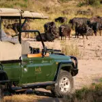 Game drives in Kruger. 