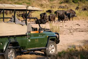 Game drives in Kruger. 