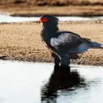 Excellent birding.