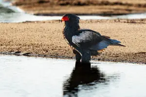 Excellent birding.