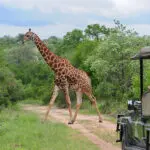 Thrilling game drives.