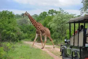 Thrilling game drives.