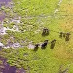 Volar de campamento en campamento por el delta del Okavango es el sueño de cualquier fotógrafo.