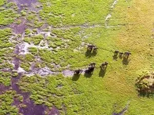Volar de campamento en campamento por el delta del Okavango es el sueño de cualquier fotógrafo.