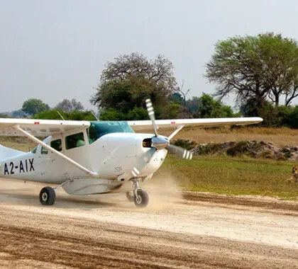 El avistamiento de animales en Botsuana suele comenzar en cuanto aterriza su vuelo chárter.