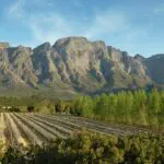 El espectacular paisaje alpino de los viñedos del Cabo sólo es comparable a la calidad de la comida y el vino que producen.
