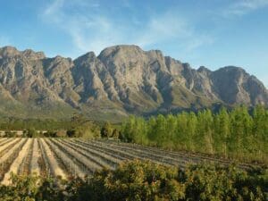 El espectacular paisaje alpino de los viñedos del Cabo sólo es comparable a la calidad de la comida y el vino que producen.