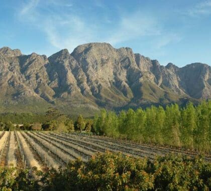 El espectacular paisaje alpino de los viñedos del Cabo sólo es comparable a la calidad de la comida y el vino que producen.