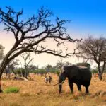 For those wanting a true outdoor experience, guided safari walks are offered at Khwai Tented Camp.