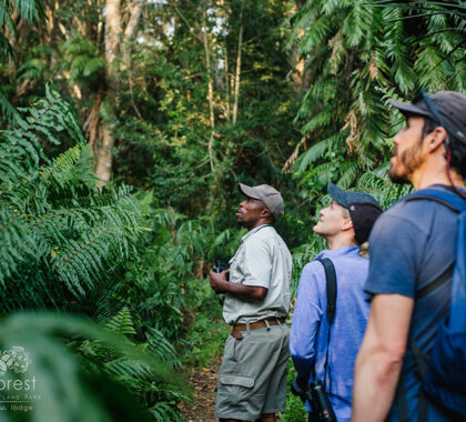 Immerse yourself in nature with guided forest walks.