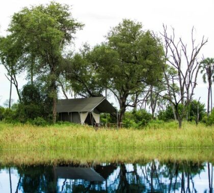 This tented camp lies on the banks of the Gomoti River, known for its abundant wildlife.