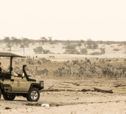 Game drives in the pristine wilderness of the renowned Makgadikgadi National Park. 