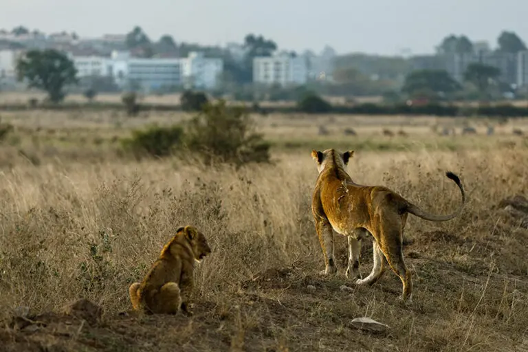 Game drive from Nairobi Tented Camp.
