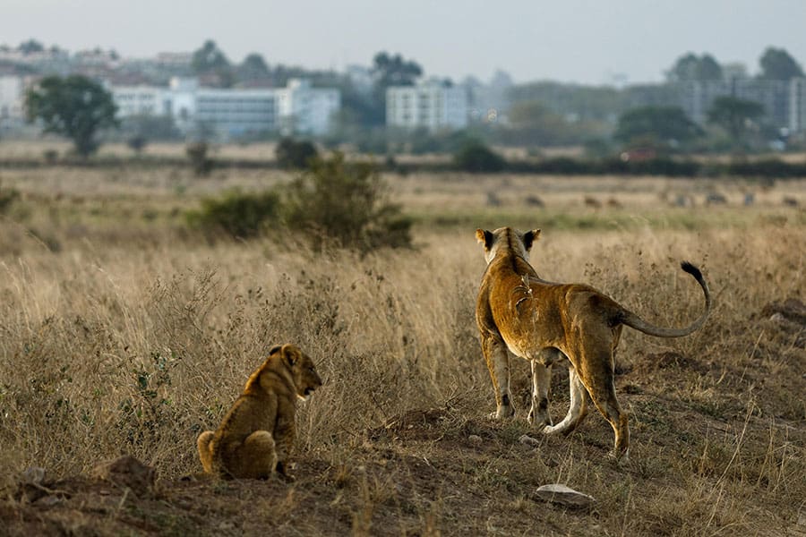 Game drive from Nairobi Tented Camp.