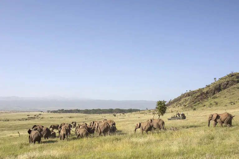 Game drives in the Lewa Conservancy.