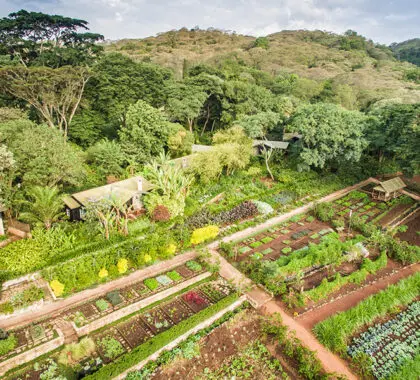 Farm gardens for farm-to-fork dining at Gibb's Farm