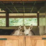 Dos miembros de la familia Gibb's Farm