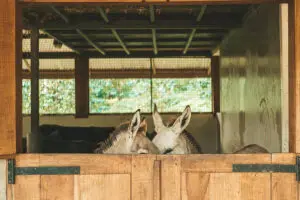 Dos miembros de la familia Gibb's Farm