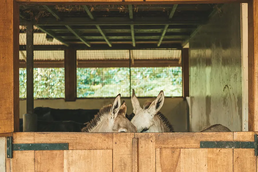 Dos miembros de la familia Gibb's Farm