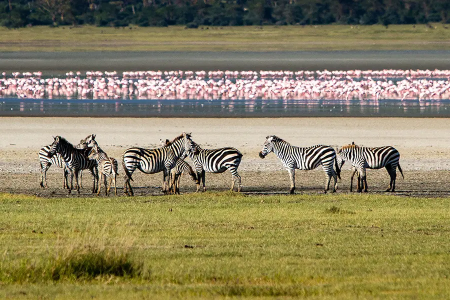 Gibb's Farm, situated in the forested highlands not far from Ngorongoro Crater.