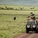 Recorridos en vehículo por el Área de Conservación del Ngorongoro.