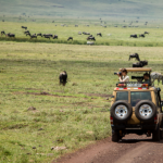 Recorridos en vehículo por el Área de Conservación del Ngorongoro.