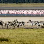Descubrir la fauna del cráter del Ngorongoro | Gibbs Farm