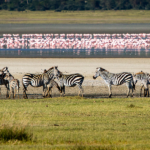 Fauna salvaje en el cráter del Ngorongoro.