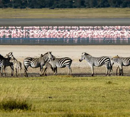 Discovering the wildlife of the Ngorongoro Crater | Gibbs Farm