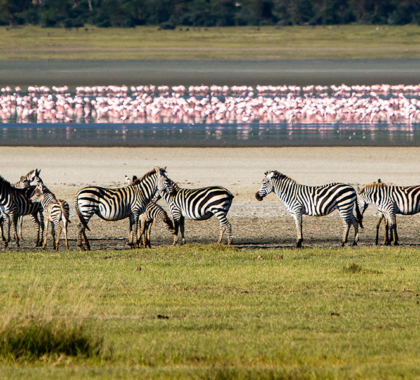 Fauna salvaje en el cráter del Ngorongoro.