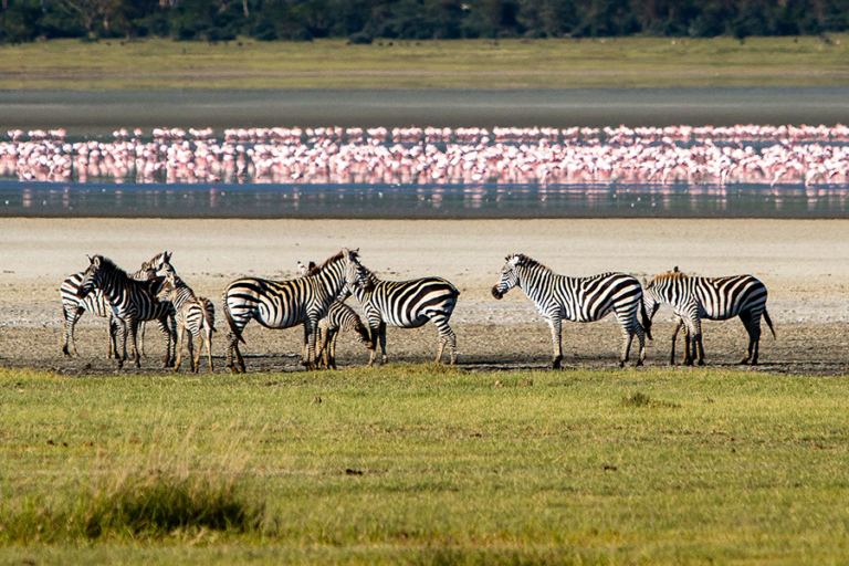 Discovering the wildlife of the Ngorongoro Crater | Gibbs Farm